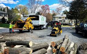 How Our Tree Care Process Works  in  Walled Lake, MI